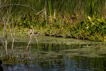 Mallard hen and chicks Elk Island National Park Alberta Canada