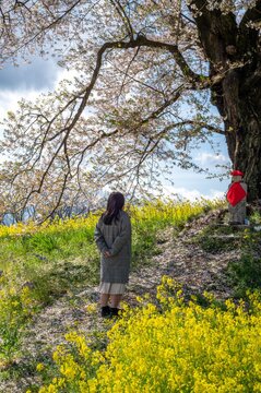 福島県の桜と地蔵