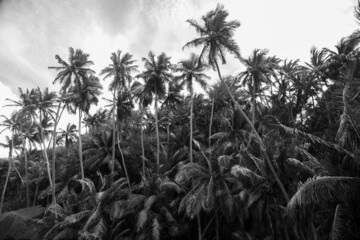 coconut trees