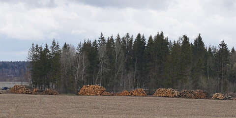 Forest after cutting down, natural elements - hurricane. On the field near the forest, felled trees are stacked.