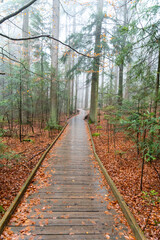 Obraz premium Wooden Way