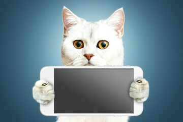 White British cat is holding a phone.