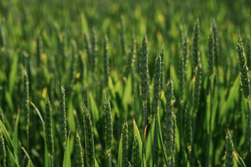 Green spikelets with blurred background