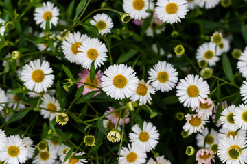 Fototapeta premium daisies in a garden in the spring 