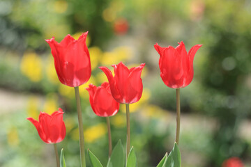 Fototapeta premium Soft focus. Red tulips close up. Tulip bud. Blooming flowers. Spring background. Bouquet of bright red tulips on blurred natural green background. Floral background. Spring flowering