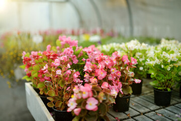 Colorful begonia plant in pots. Flowers for sale in greenhouse.