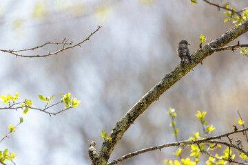 枝にとまるコサメビタキ
