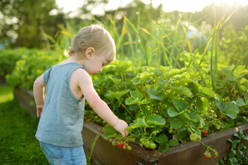 Fresh strawberries ripening on bushes at organic strawberry farm. Cute toddler boy harvesting fruits and berries at home garden.