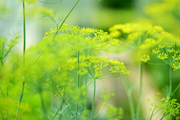 Closeup of a dill umbrellas. Fragrant dill growing in the home garden.