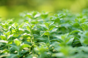Obraz premium Fresh mint plant growing at vegetable garden on sunny summer day. Green melissa leaves.