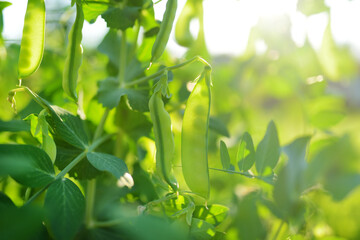 Young pea pods on a green pea plant. Pea pods ripening in the garden on sunny summer day.