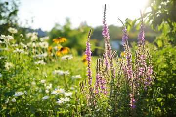 Purple loosestrife flowers blossoming in the garden on sunny summer day. Lythrum tomentosum or...