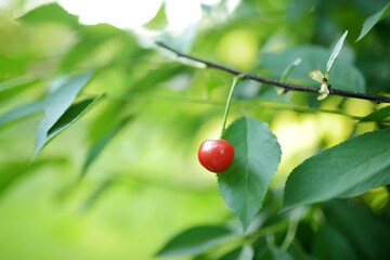 Ripe cherry hanging from a cherry tree branch. Harvesting berries in cherry orchard after the rain.