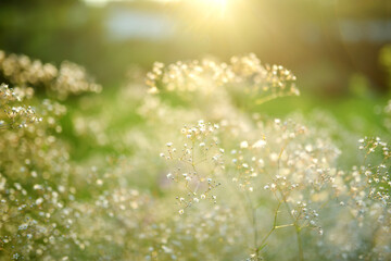 Gypsophila elgans plant blossoming in the garden on sunny summer day. Baby's-breath flowers in full bloom on flower bed outdoors.