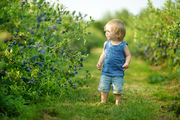 Cute little boy picking fresh berries on organic blueberry farm on warm and sunny summer day. Fresh healthy organic food for small kids.