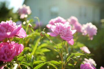 Fototapeta premium Beautiful pink peonies blossoming in the garden on summer evening.