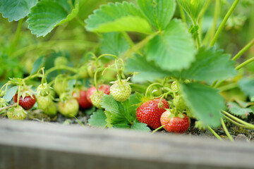 Fresh strawberries ripening on bushes at organic strawberry farm. Harvesting fruits and berries at home garden.