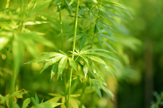 Medical cannabis plants growing at outdoor cannabis farm on sunny summer day.