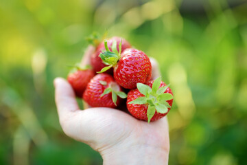 Close-up of childs hands holding fresh strawberries picked at organic strawberry farm. Kid harvesting fruits and berries at home garden.