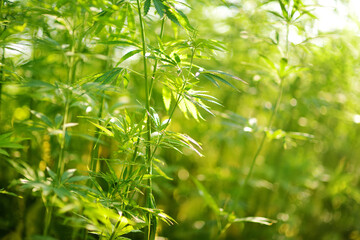 Fototapeta na wymiar Medical cannabis plants growing at outdoor cannabis farm on sunny summer day.
