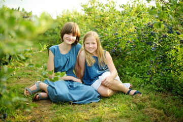 Fototapeta premium Cute young sisters picking fresh berries on organic blueberry farm on warm and sunny summer day. Fresh healthy organic food for kids.