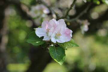 Close up of delicate pink white apple blossom and foliage on tree