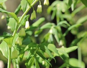 Full frame springtime image of polygonatum showing white flowers on stem