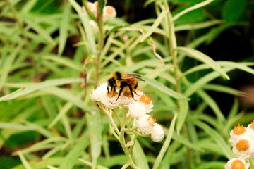 bee on a flower with grass