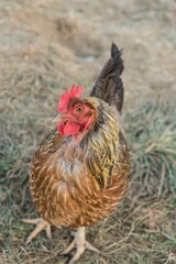 Portrait of a farm chicken in a natural setting with grass