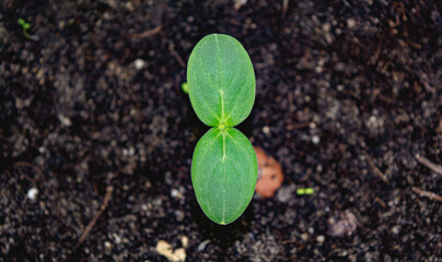 seedling growing from soil