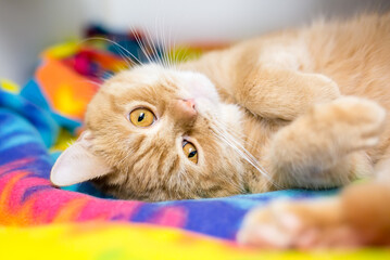 A cute orange tabby ginger cat lying upside down on a colorful blanket