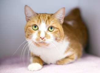 An orange tabby and white shorthair cat with long whiskers