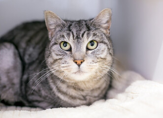 Obraz na płótnie Canvas A gray tabby shorthair cat lying on a blanket and looking up
