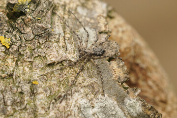 Closeup on a well camouflaged crab spider, Philodromus margaritatus on a tree trunk