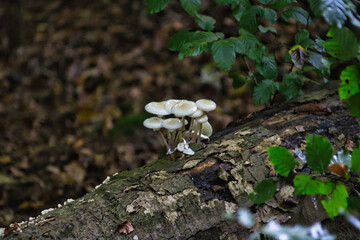 Kleine Pilze auf einem Baum 