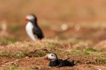 Atlantic Puffins on top of their nesting burrows on a dusty clifftop