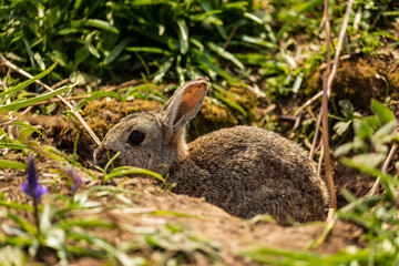Naklejka na ściany i meble Wild Rabbits feeding in a grassy area on Skomer Island, Wales