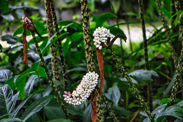 Pflanze mit weißen Beeren 