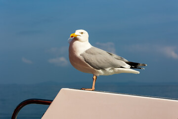 Common Seagull perched on a moving tourist boat in Wales