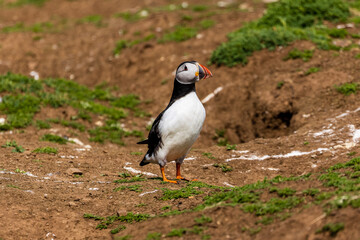 Cute, colorful Puffin (Fratercula arctica) standing next to its burrow during the breeding season