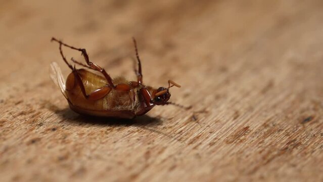A brown beetle lying on its back on wooden floor. It moves and flails its legs to get back on its feet. Concept of not giving up when life gets hard.