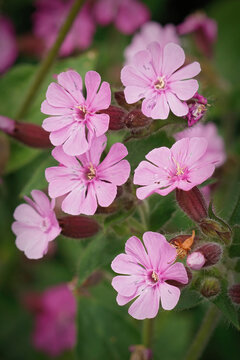 Vertical closeup on a group of purple red campion  flowers , silene dioica