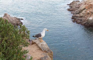 Adult seagull resting very close to a cliff in the Mediterranean Sea.