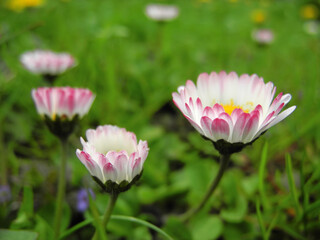 White-pink Bellis perennis spring flowers (Lawn daisy or Bruisewort) on blurred background of green meadow. Spring wallpaper.       