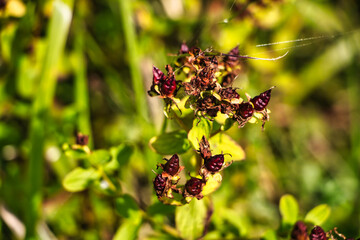 Rote Pflanze auf der Wiese 