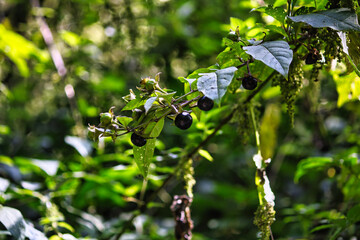 Schwarze Beeren an einem Strauch 