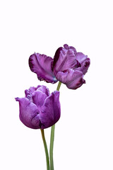 Purple tulip flowers close up. Isolated on white background