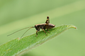 Closeup on brown nymphs of the Dark Bush cricket, Pholidoptera griseoaptera sitting on a grass straw.