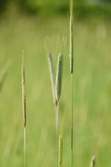 Rye cultivation. Poaceae annual plants. Used as an edible ingredient in black bread, whiskey, vodka, and also as feed.