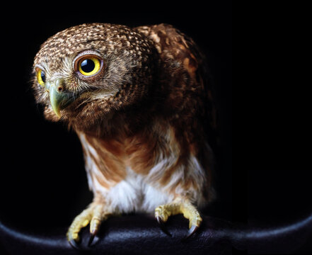 The studio shot of an owlet